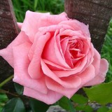 Корал даун_0x160 Любимый сад